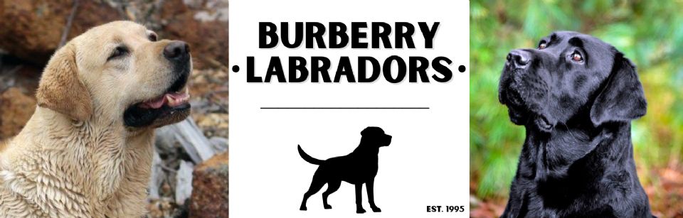 Burberry Labradors